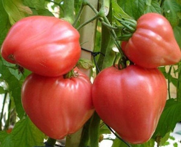 Лучшие сорта томатов для теплицы: Топ 33 видов помидор для выращивания в различных регионах