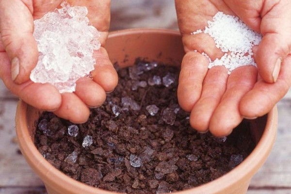 Лучший грунт для комнатных растений – рейтинг готовых решений и советы по применению