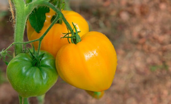 Лучшие сорта томатов для теплицы: Топ 33 видов помидор для выращивания в различных регионах