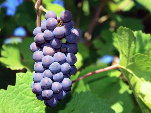 Лучшие сорта винограда: Топ 15 популярных видов для производства вина и употребления в качестве десерта