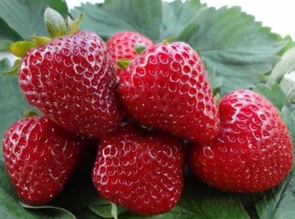 Лучшие ремонтантные сорта клубники: Топ 19 популярных видов, особенности и правила выращивания Лучшие ремонтантные сорта клубники: Топ 19 популярных видов, особенности и правила выращивания