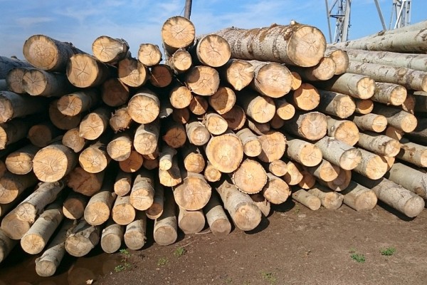 Из какого дерева лучше строить баню: как правильно выбрать материал и не прогадать