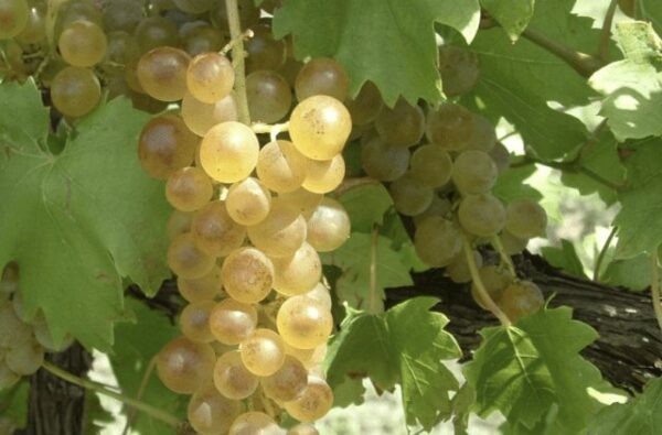 Лучшие сорта винограда: Топ 15 популярных видов для производства вина и употребления в качестве десерта
