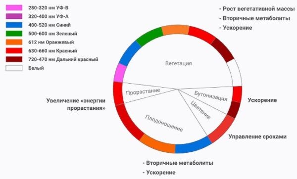 Фитолампа для растений какую выбрать для рассады: рейтинг ТОП-10 лучших моделей