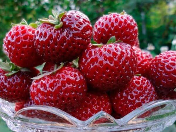 Лучшие ремонтантные сорта клубники: Топ 19 популярных видов, особенности и правила выращивания Лучшие ремонтантные сорта клубники: Топ 19 популярных видов, особенности и правила выращивания