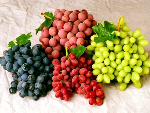 Лучшие сорта винограда: Топ 15 популярных видов для производства вина и употребления в качестве десерта