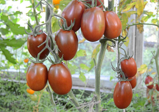 Лучшие сорта томатов для теплицы: Топ 33 видов помидор для выращивания в различных регионах