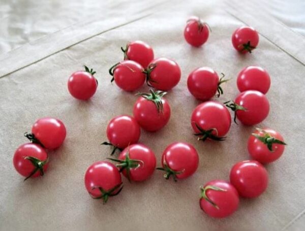 Лучшие сорта томатов для теплицы: Топ 33 видов помидор для выращивания в различных регионах