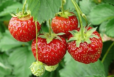 Лучшие ремонтантные сорта клубники: Топ 19 популярных видов, особенности и правила выращивания Лучшие ремонтантные сорта клубники: Топ 19 популярных видов, особенности и правила выращивания