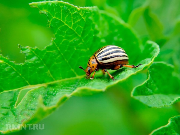 





Дыры в листьях растений — причины и способы борьбы



