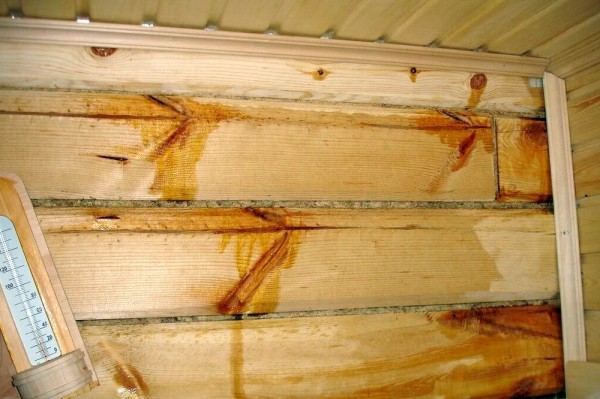 Из какого дерева лучше строить баню: как правильно выбрать материал и не прогадать