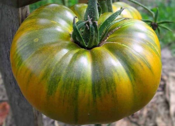 Лучшие сорта томатов для теплицы: Топ 33 видов помидор для выращивания в различных регионах