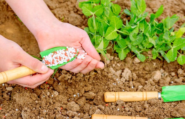 Лучшее удобрение для картофеля: Топ 12 лучших средств, самые эффективные разновидности удобрений