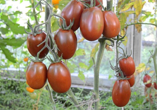 Лучшие сорта томатов для теплицы: Топ 33 видов помидор для выращивания в различных регионах
