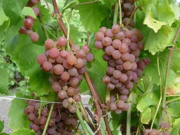 Лучшие сорта винограда: Топ 15 популярных видов для производства вина и употребления в качестве десерта