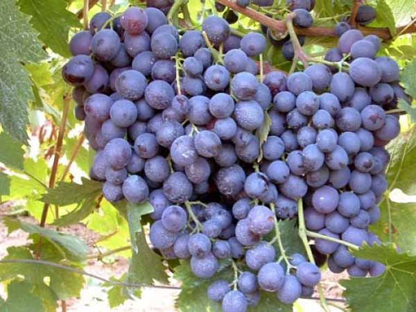 Лучшие сорта винограда: Топ 15 популярных видов для производства вина и употребления в качестве десерта