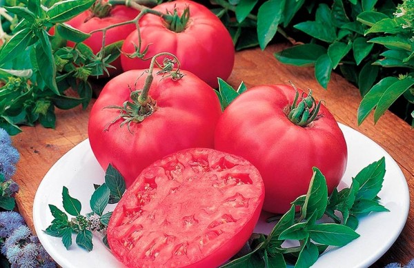 Лучшие сорта томатов для теплицы: Топ 33 видов помидор для выращивания в различных регионах