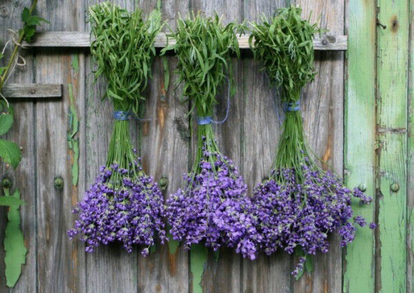 Лучшее средство от моли в квартире: Топ 16 эффективных препаратов и лучшие народные средства Лучшее средство от моли в квартире: Топ 16 эффективных препаратов и лучшие народные средства