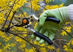 Чем лучше обрезать куст, какой выбрать электрический кусторез: Топ 17 лучших моделей для дачи и дома