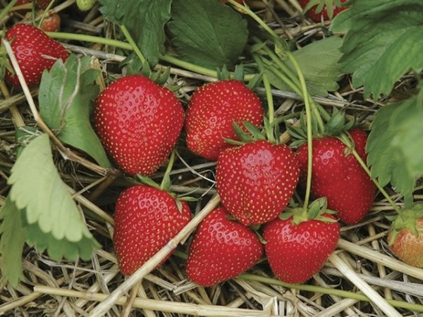 Лучшие ремонтантные сорта клубники: Топ 19 популярных видов, особенности и правила выращивания Лучшие ремонтантные сорта клубники: Топ 19 популярных видов, особенности и правила выращивания