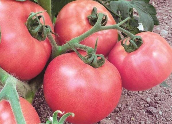 Лучшие сорта томатов для теплицы: Топ 33 видов помидор для выращивания в различных регионах