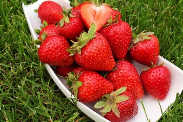 Лучшие ремонтантные сорта клубники: Топ 19 популярных видов, особенности и правила выращивания Лучшие ремонтантные сорта клубники: Топ 19 популярных видов, особенности и правила выращивания