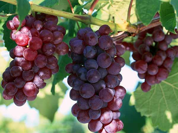 Лучшие сорта винограда: Топ 15 популярных видов для производства вина и употребления в качестве десерта