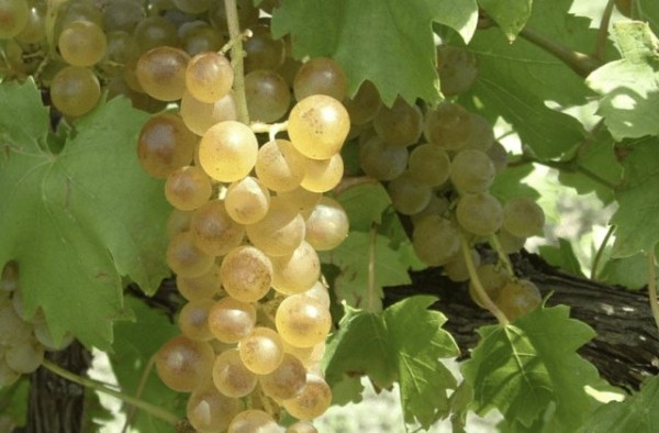 Лучшие сорта винограда: Топ 15 популярных видов для производства вина и употребления в качестве десерта