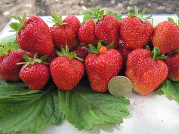 Лучшие ремонтантные сорта клубники: Топ 19 популярных видов, особенности и правила выращивания Лучшие ремонтантные сорта клубники: Топ 19 популярных видов, особенности и правила выращивания