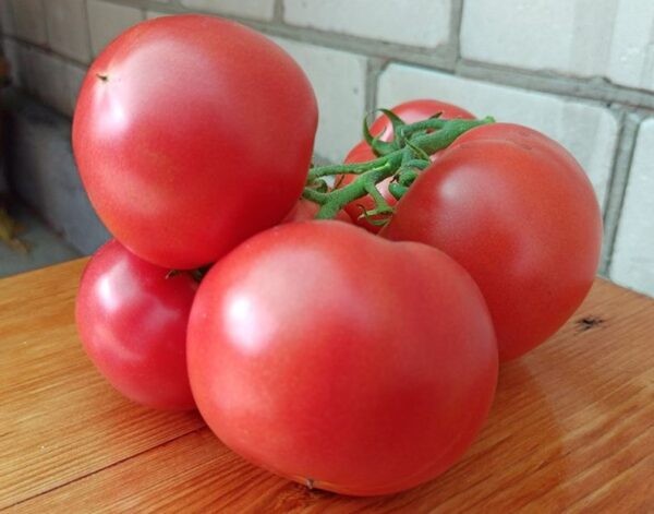 Лучшие сорта томатов для теплицы: Топ 33 видов помидор для выращивания в различных регионах