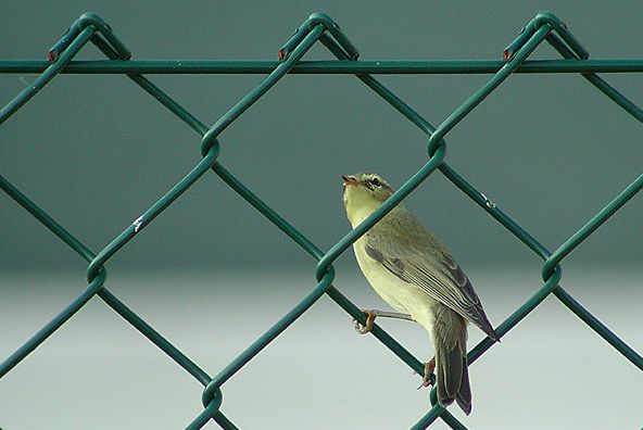 Забор из рабицы своими руками: пошаговый процесс изготовления и монтажа Забор из рабицы своими руками: пошаговый процесс изготовления и монтажа
