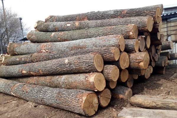 Из какого дерева лучше строить баню: как правильно выбрать материал и не прогадать