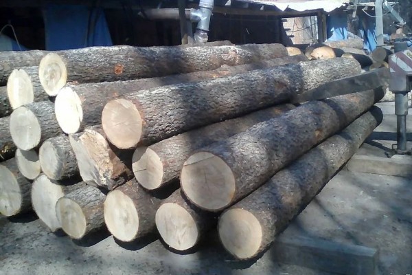 Из какого дерева лучше строить баню: как правильно выбрать материал и не прогадать