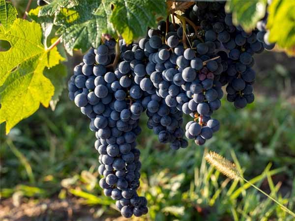 Лучшие сорта винограда: Топ 15 популярных видов для производства вина и употребления в качестве десерта