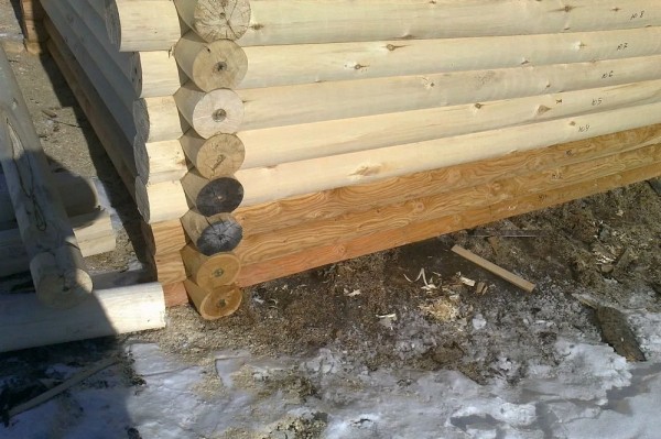 Из какого дерева лучше строить баню: как правильно выбрать материал и не прогадать