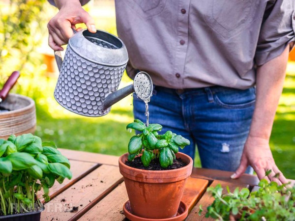 Два эффективных способа размножения базилика
Два эффективных способа размножения базилика