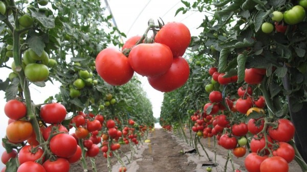 Лучшие сорта томатов для теплицы: Топ 33 видов помидор для выращивания в различных регионах