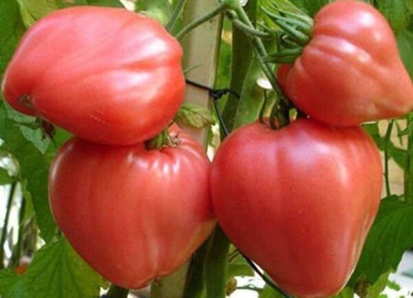 Лучшие сорта томатов для теплицы: Топ 33 видов помидор для выращивания в различных регионах