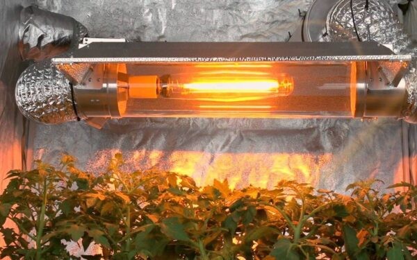 Фитолампа для растений какую выбрать для рассады: рейтинг ТОП-10 лучших моделей