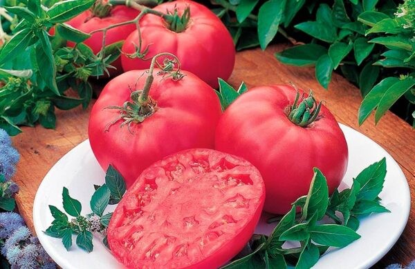 Лучшие сорта томатов для теплицы: Топ 33 видов помидор для выращивания в различных регионах