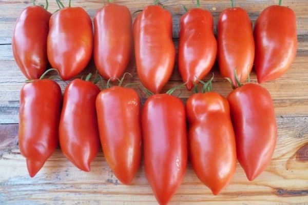 Лучшие сорта томатов для теплицы: Топ 33 видов помидор для выращивания в различных регионах