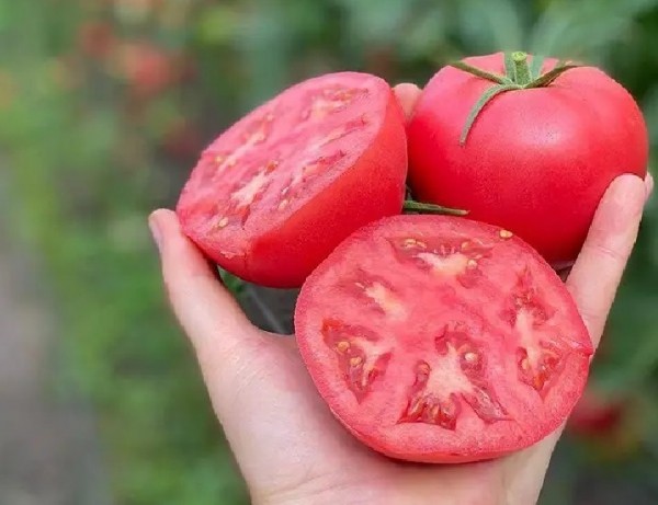 Лучшие сорта томатов для теплицы: Топ 33 видов помидор для выращивания в различных регионах