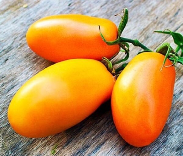 Лучшие сорта томатов для теплицы: Топ 33 видов помидор для выращивания в различных регионах