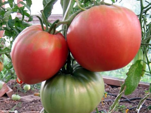 Лучшие сорта томатов для теплицы: Топ 33 видов помидор для выращивания в различных регионах