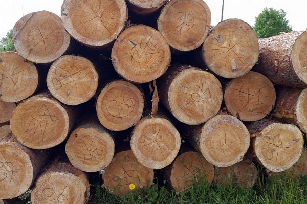 Из какого дерева лучше строить баню: как правильно выбрать материал и не прогадать