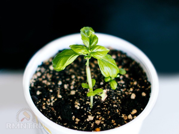 Два эффективных способа размножения базилика
Два эффективных способа размножения базилика