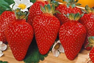 Лучшие ремонтантные сорта клубники: Топ 19 популярных видов, особенности и правила выращивания Лучшие ремонтантные сорта клубники: Топ 19 популярных видов, особенности и правила выращивания