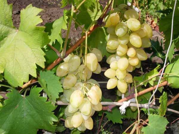 Лучшие сорта винограда: Топ 15 популярных видов для производства вина и употребления в качестве десерта