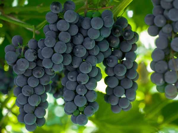 Лучшие сорта винограда: Топ 15 популярных видов для производства вина и употребления в качестве десерта