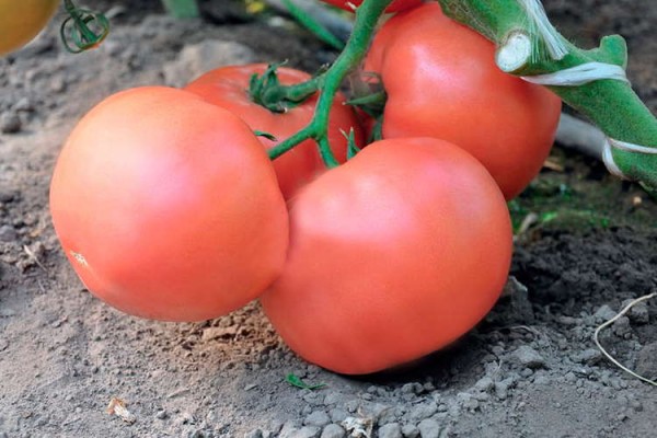 Лучшие сорта томатов для теплицы: Топ 33 видов помидор для выращивания в различных регионах